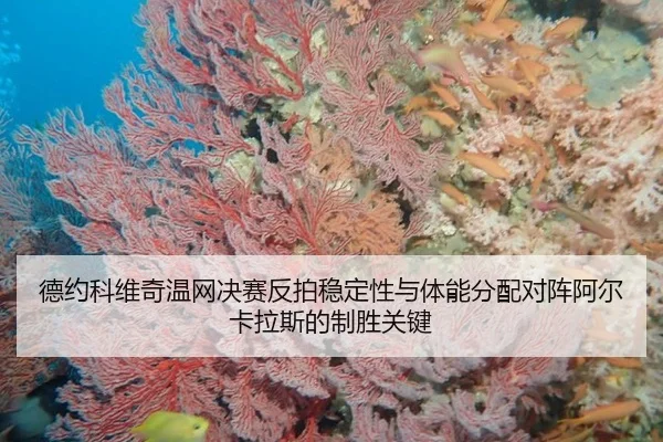 德约科维奇温网决赛反拍稳定性与体能分配对阵阿尔卡拉斯的制胜关键
